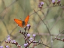 Πεταλούδα / Butterfly (K. Panagiotidis)