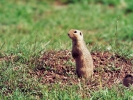 Λαγόγυρος / European Souslik (Spermophilus citellus) (A. Athanasiadis)