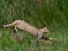 Αγριόγατα / Wildcat (Felis silvestris) (L. Simtzi)