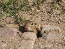 Λαγόγυρος / European Souslik (Spermophilus citellus) (D. Kokinidis)