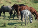 Άλογα / Horses (E. Stets)
