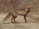 Τσακάλι / Jackal (Canis aureus) (K. Panagiotidis)