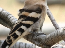 Τσαλαπετεινός / Hoopoe (Upupa epops) (K. Panagiotidis)