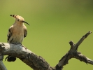 Τσαλαπετεινός / Hoopoe (Upupa epops) (Perantonakis)