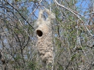 Φωλιά Υφάντρας / Penduline Tit nest (Remiz pendulinus) (E. Stets)