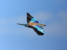 Χαλκοκουρούνα / Roller (Coracias garrulus) (L. Stavrakas)
