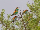Μελισσοφάγοι / Bee eaters (Merops apiaster) (G. Alexandris)