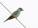 Χαλκοκουρούνα / Roller (Coracias garrulus) (G. Alexandris)