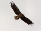 Θαλασσαετός / White - tailed Eagle (Haliaetus albicilla) (L. Stavrakas) 