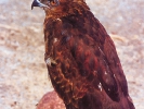 Γερακίνα / Buzzard (Buteo buteo) (A. Athanasiadis)