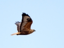Αετογερακίνα / Long-legged Buzzard (Buteo rufinus) (S. Mills)