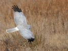 Χειμωνόκιρκος / Hen Harrier (Circus cyaneus) (S. Mills)