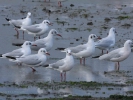 Καστανοκέφαλοι Γλάροι / Black-headed Gulls (Chroicocephalus ridibundus) (K. Panagiotidis)