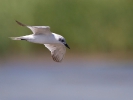 Γελογλάρονο / Gull-billed Tern (Gelochelidon nilotica) (S. Mills)