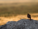 Κατσουλιέρης / Crested Lark (Galerida cristata) (L. Simitzi)