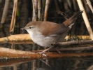 Ψευταηδόνι / Cetti's Warbler (Cettia cetti) (K. Panagiotidis)