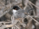 Μαυροτσιροβάκος / Sardinian Warbler (Sylvia melanocephala) (K. Panagiotidis)