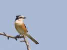 Παρδαλοκεφαλάς / Masked Shrike (Lanius nubicus) (G. Alexandris)