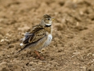 Μικρογαλιάντρα / Short-toed Lark (Calandrella brachydactyla) (S. Mills)
