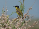 Κιτρινοσουσουράδα / Yellow Wagtail (Motacila flava) (E. Stets)