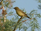 Θαμνοφυλλοσκόπος / Willow Warbler (Phylloscopus trochilus) (E. Stets)