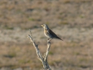 Κεδρότσιχλα / Fieldfare (Turdus pilaris) (E. Stets)
