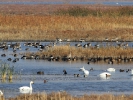 Πάπιες & χήνες /  Ducks & Geese (Anas sp., Anser sp.) (L. Stavrakas)