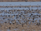 Πάπιες / Ducks (Anas sp.) (K. Panagiotidis)