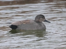 Καπακλής / Gadwall (Anas strepera) (K. Panagiotidis)