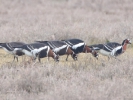 Κοκκινόχηνες / Red-breasted Geese (Branta ruficollis) (K. Panagiotidis)