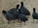 Φαλαρίδα / Coot (Fulica atra) (E. Stets)