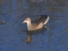 Νερόκοτα / Moorhen (Gallinula chloropus) (A. Athanasiadis)