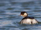 Μαυροβουτηχτάρι / Black-necked Grebe (Podiceps nigricollis) (S. Mills)