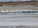 Βουβόκυκνοι / Mute Swans (Cygnus olor) (A. Athanasiadis)