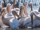 Ροδοπελεκάνοι / White Pelicans (Pelecanus onocrotalus) (K. Panagiotidis)
