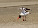 Στρειδοφάγος / Oystercatcher (Haematopus ostralegus) (G. Alexandris)