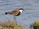 Αγκαθοκαλημάνα / Spur-winged Plover (Vanellus spinosus) (G. Alexandris)