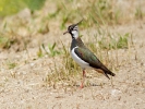 Καλημάνα / Lapwing (Vanellus vanellus) (G. Alexandris)