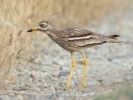 Πετροτουρλίδα / Stone Curlew (Burhinus oedicnemus) (K. Panagiotidis)