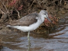Πρασινοσκέλης / Greenshank (Tringa nebularia) (K. Panagiotidis)
