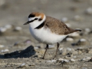 Θαλασσοσφυριχτής / Kentish Plover (Charadrius alexandrinus) (K. Panagiotidis)