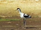 Αβοκέτα / Avocet (Recurvirostra avosetta) (A. Athanasiadis)