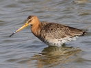 Λιμόζα / Black-tailed Godwit (Limosa limosa) (K. Panagiotidis)