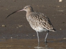 Τουρλίδα / Eurasian Curlew (Numenius arquata) (K. Panagiotidis)