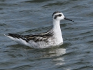 Κολυμπότρυγγας  / Red-necked Phalarope (Phalaropus lobatus) (K. Panagiotidis)