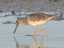 Κοκκινοσκέλης / Redshank (Tringa totanus) (K. Panagiotidis)