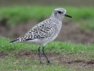 Αργυροπούλι / Grey Plover (Pluvialis apricaria) (K. Panagiotidis)
