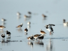 Χαλικοκυλιστής / Turnstone (Arenaria interpres) (C. Vlahos)
