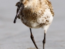Λασποσκαλίδρα / Dunlin (Calidris alpina) (S. Mills)