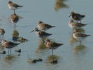Δρεπανοσκαλίδρα / Curlew Sandpiper (Calidris ferruginea) (E. Stets)